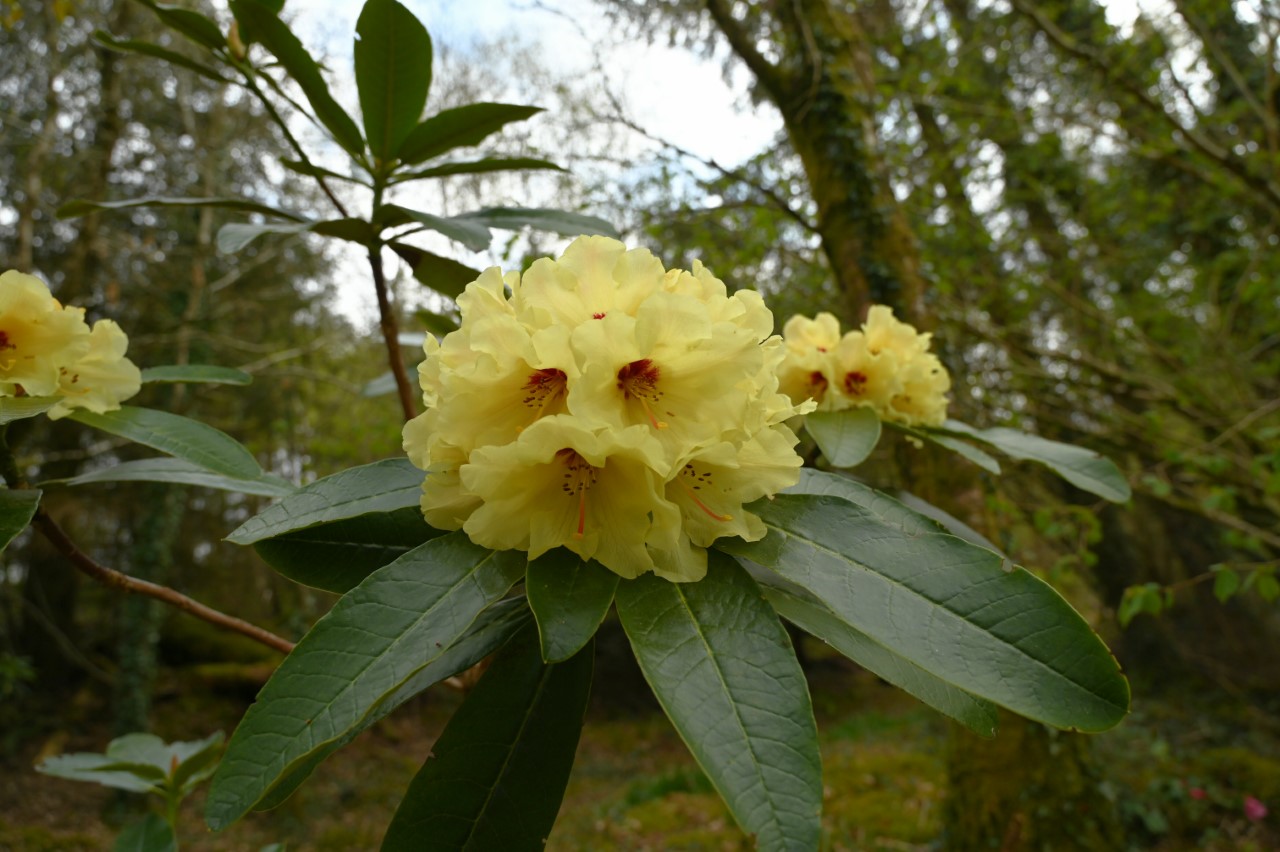 'Nancy Evans' X campylocarpum x macabeanum
